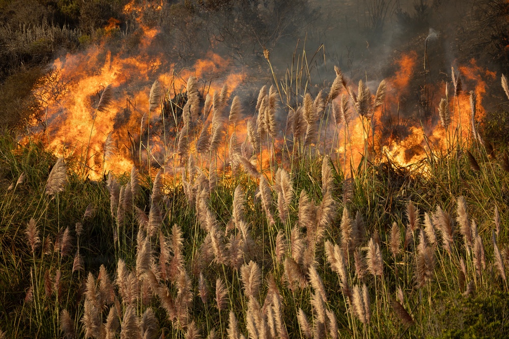 A large wildfire or controlled burn is actively consuming dense vegetation, including tall grasses and shrubs. In the foreground, unburned pampas grass or reed-like plants with feathery seed heads stand in contrast to the intense orange and yellow flames behind them. Thick smoke rises in the background, indicating a significant and active fire event.