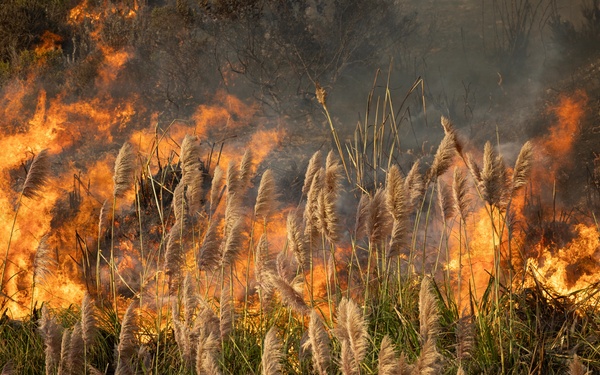 Plaskett Fire