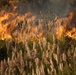 A large wildfire or controlled burn is actively consuming dense vegetation, including tall grasses and shrubs. In the foreground, unburned pampas grass or reed-like plants with feathery seed heads stand in contrast to the intense orange and yellow flames behind them. Thick smoke rises in the background, indicating a significant and active fire event.
