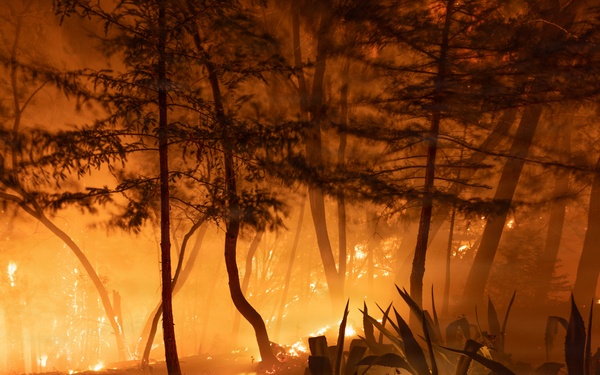 Timber Fire