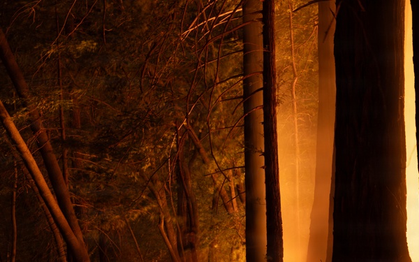 Timber Fire