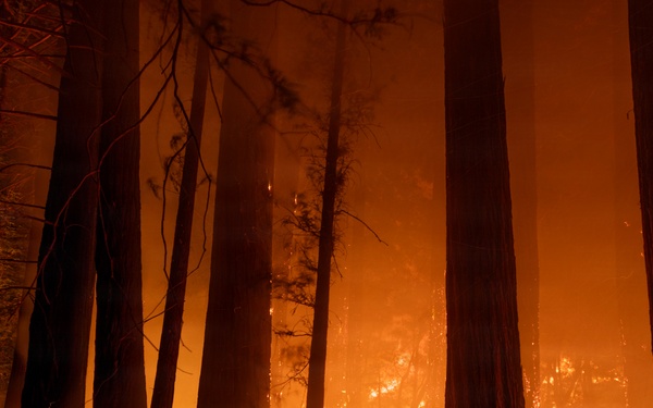 Timber Fire