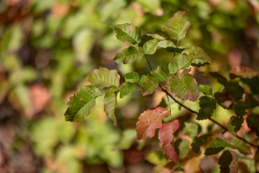 A close-up photograph of a leafy branch in autumn transition, showing leaves in various stages of color change from green to red-brown. The image uses shallow depth of field, keeping the foreground branch in sharp focus while the background foliage is softly blurred. The lighting appears to be natural daylight, highlighting the textured surfaces of the leaves.