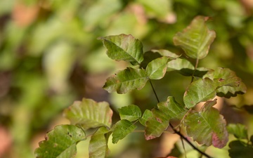 Poison Oak