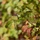 A close-up photograph of a leafy branch in autumn transition, showing leaves in various stages of color change from green to red-brown. The image uses shallow depth of field, keeping the foreground branch in sharp focus while the background foliage is softly blurred. The lighting appears to be natural daylight, highlighting the textured surfaces of the leaves.