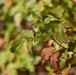A close-up photograph of a leafy branch in autumn transition, showing leaves in various stages of color change from green to red-brown. The image uses shallow depth of field, keeping the foreground branch in sharp focus while the background foliage is softly blurred. The lighting appears to be natural daylight, highlighting the textured surfaces of the leaves.