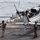 Three military personnel in flight suits and helmets are conducting maintenance or pre-flight checks on a U.S. Marines helicopter on the flight deck of a naval vessel. One crew member is seated on the tail section of the helicopter, while two others stand on the deck observing. The aircraft bears the 'MARINES' marking and bureau number 169251, and the scene takes place at sea.