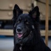 Airman's Best Friend
