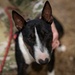Airman's Best Friend