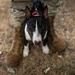 Airman's Best Friend