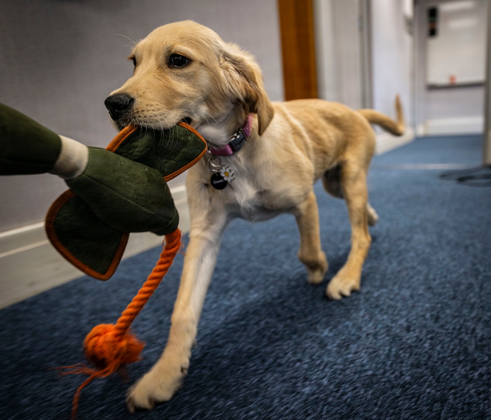 Airman's Best Friend