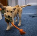Airman's Best Friend