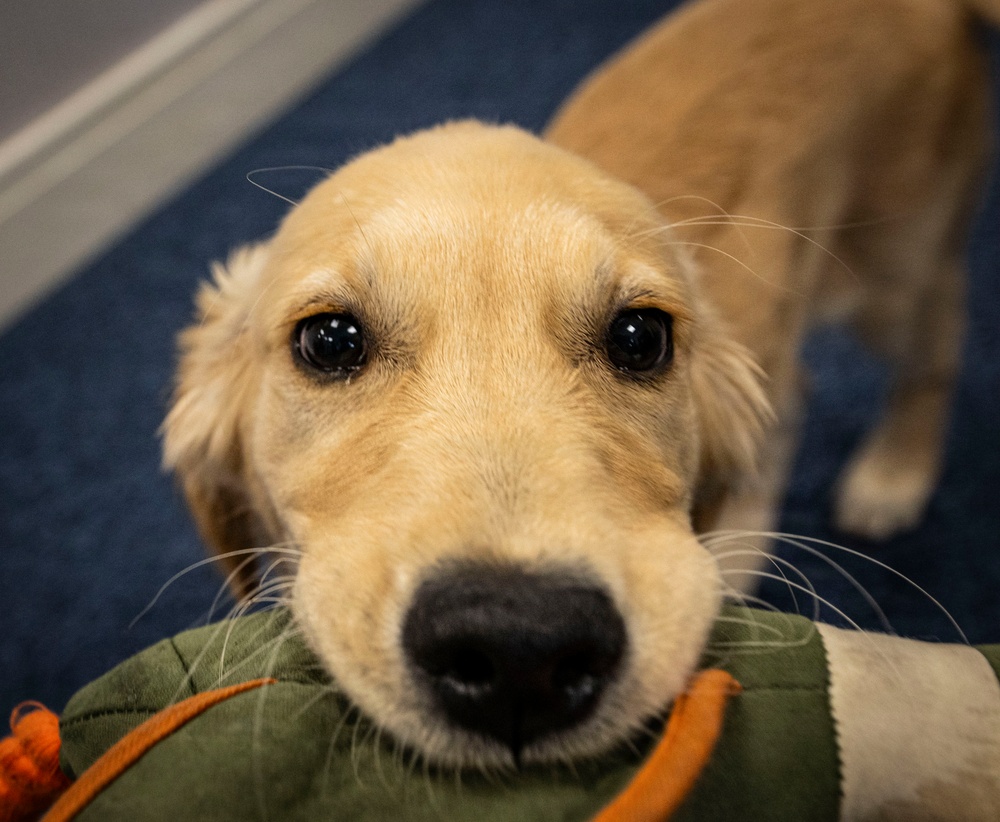 Airman's Best Friend