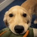 Airman's Best Friend