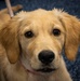 Airman's Best Friend