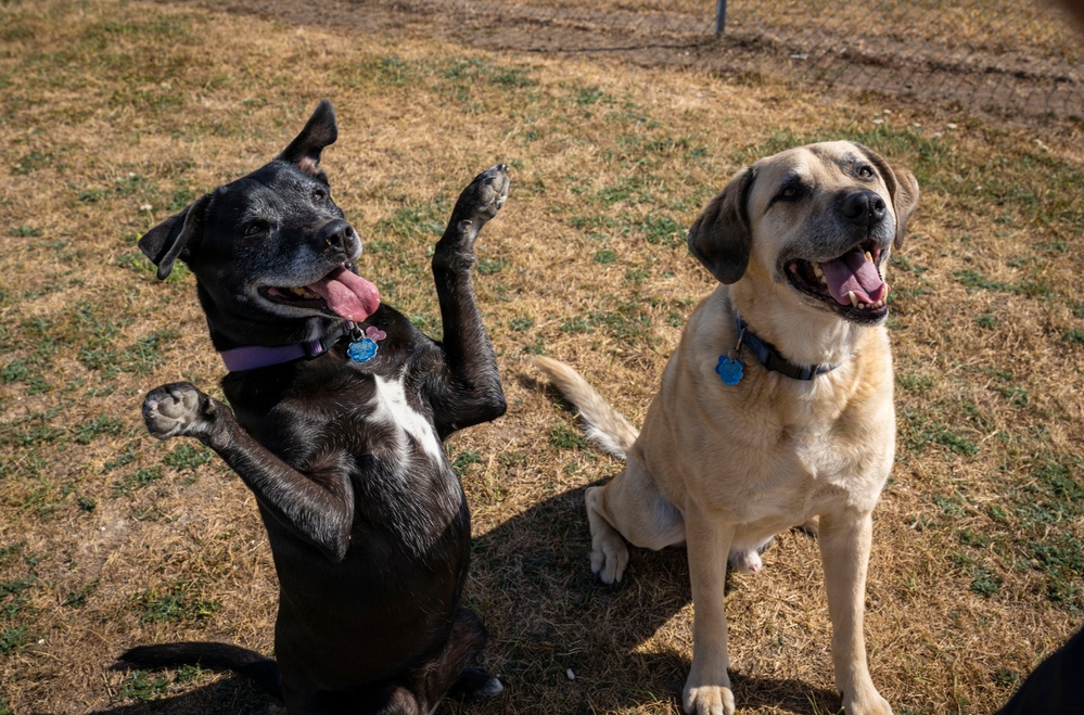 Airman's Best Friend
