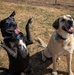 Airman's Best Friend