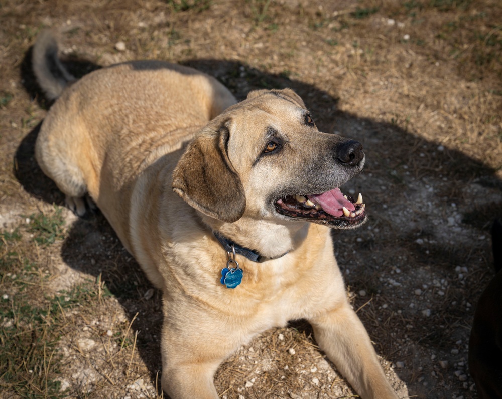 Airman's Best Friend