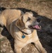 Airman's Best Friend
