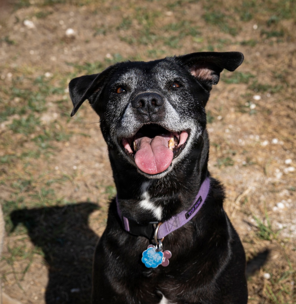 Airman's Best Friend