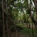 Two individuals wearing camouflage uniforms and hats are visible in the middle distance of a dense tropical or subtropical forest environment. They appear to be navigating or conducting operations among thick vines, aerial roots, and tangled vegetation. The foreground is dominated by a dense curtain of hanging roots and branches, likely from a banyan or similar tree species.