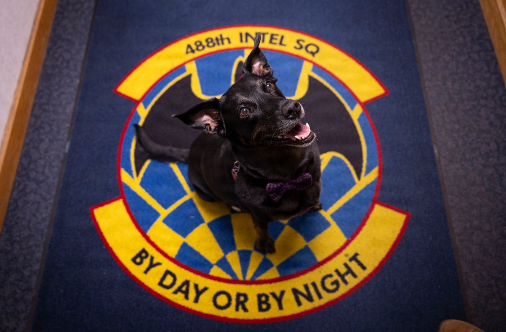 Airman's Best Friend