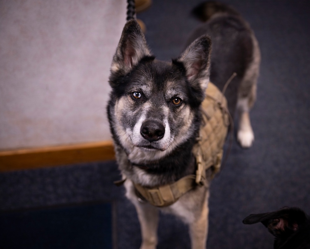 Airman's Best Friend