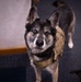 Airman's Best Friend