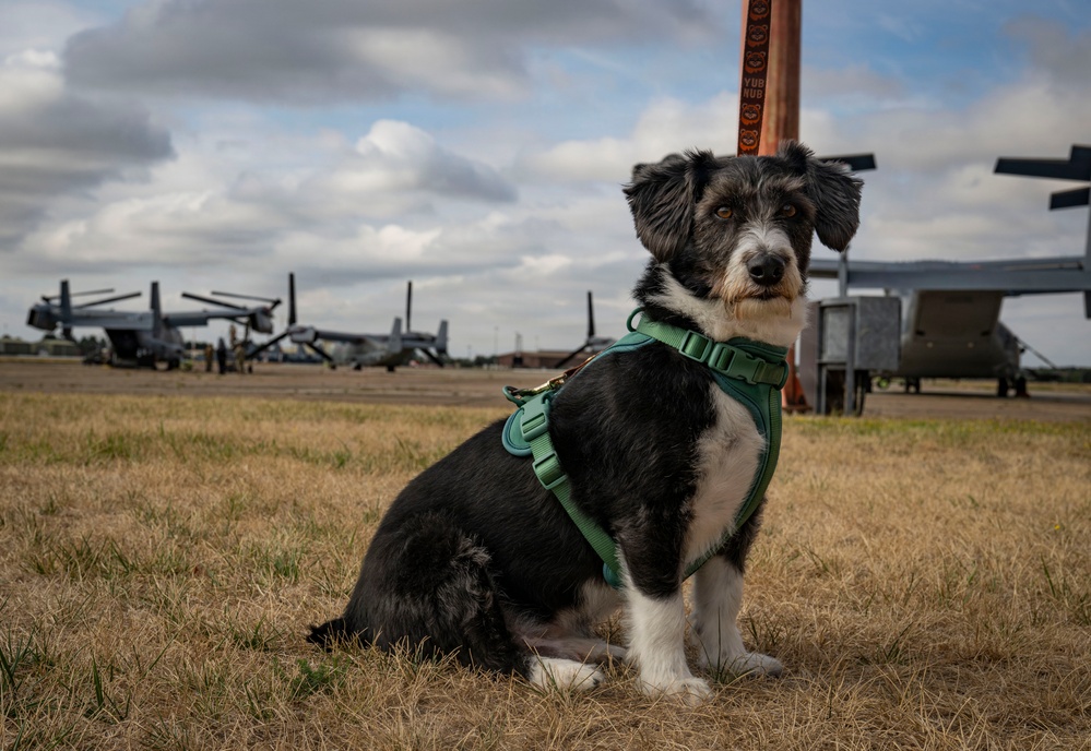 Airman's Best Friend