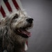 Airman's Best Friend