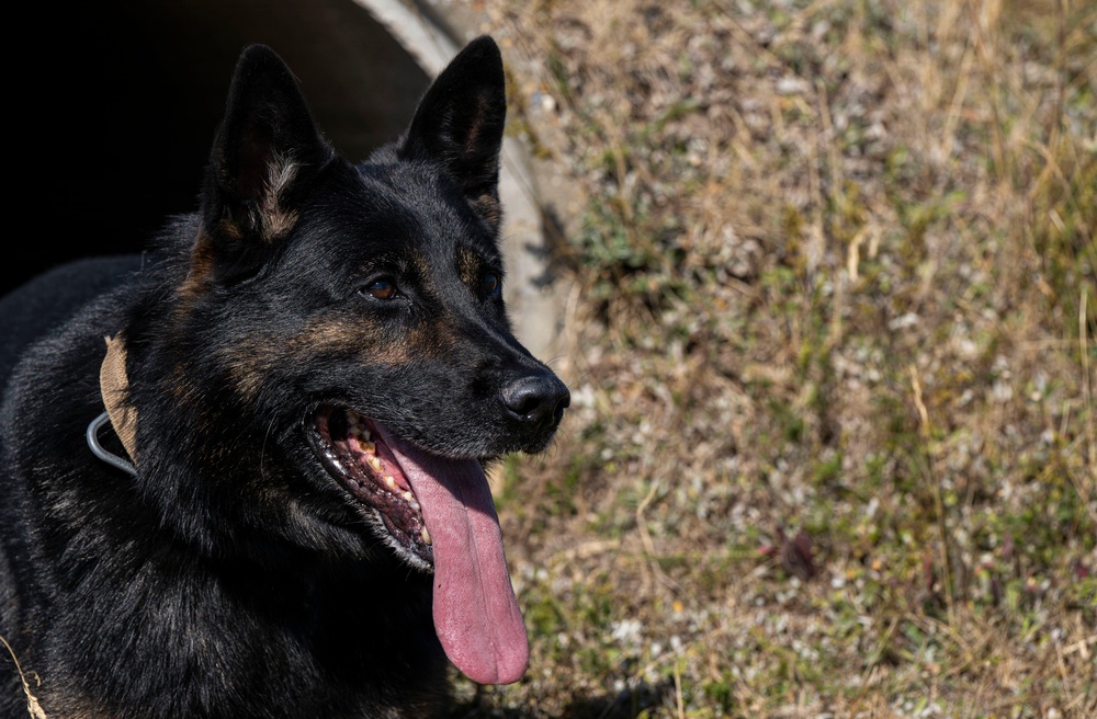 Airman's Best Friend