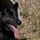 Airman's Best Friend