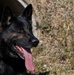 Airman's Best Friend