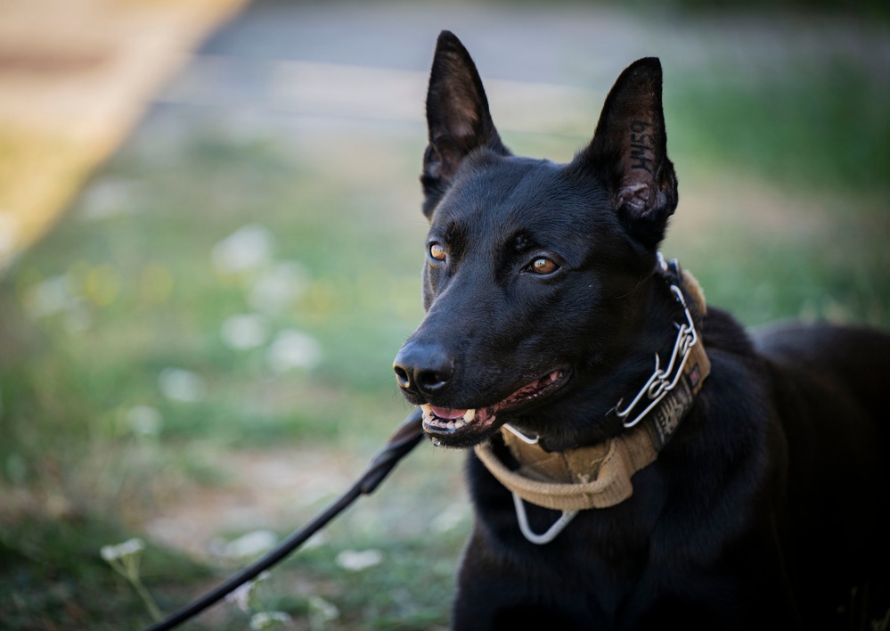 Airman's Best Friend