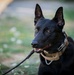 Airman's Best Friend