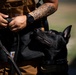 Airman's Best Friend