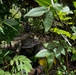 A person in military camouflage gear and a boonie hat is concealed low in dense jungle undergrowth, appearing to be in a prone or crouching position. The individual is heavily obscured by tropical foliage, suggesting a tactical concealment or reconnaissance exercise. The setting appears to be a tropical or subtropical forest environment with bright sunlight filtering through the canopy.