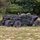 Two black unmanned ground vehicles (UGVs) are parked side by side on a grassy field, appearing to be military robotic platforms. Both vehicles feature large off-road tires, open chassis frames, and sensor/equipment mounts on top. A third vehicle is partially visible in the background to the right.