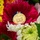 A gold National Guard Retirement medal rests on a vibrant red gerbera daisy surrounded by a colorful floral arrangement. The medal features engraved text reading 'NATIONAL GUARD' and 'RETIREMENT' with decorative imagery, suspended from a red, white, and blue ribbon. The composition suggests a retirement ceremony or commemorative occasion honoring military service.