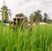 A soldier in camouflage uniform and boonie hat is positioned low in tall green grass, aiming a rifle in what appears to be a tactical field exercise or patrol. The setting is a tropical or subtropical environment, evidenced by palm trees and lush vegetation in the background. The low camera angle from ground level emphasizes the concealment position of the soldier.