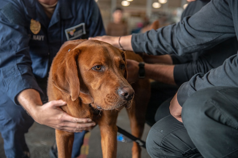 A reddish-brown Labrador Retriever is being handled or examined by two individuals in a warehouse or hangar-type setting. One person on the left is wearing a U.S. Navy uniform with a badge, while the person on the right is dressed in dark civilian or tactical clothing. The dog appears calm but slightly apprehensive as both individuals place their hands on it.
