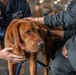 A reddish-brown Labrador Retriever is being handled or examined by two individuals in a warehouse or hangar-type setting. One person on the left is wearing a U.S. Navy uniform with a badge, while the person on the right is dressed in dark civilian or tactical clothing. The dog appears calm but slightly apprehensive as both individuals place their hands on it.