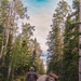 Two individuals wearing military-style camouflage uniforms and carrying tactical gear walk away from the camera down a straight gravel road flanked by tall mixed forest trees. The person on the left wears a boonie hat and carries a small hip pack, while the person on the right carries a large rucksack with a rolled sleeping pad or bedroll. The setting appears to be a remote forested area, likely in a northern or boreal region based on the tree species visible.