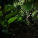 A single individual in military-style camouflage clothing and a hat navigates through dense tropical jungle terrain. The scene is dramatically lit with dappled light filtering through a heavy canopy of palm fronds and broad-leafed vegetation. The composition uses foreground foliage to frame the subject, creating depth and a sense of immersion in the environment.