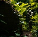 A single individual dressed in military or tactical clothing navigates through dense tropical jungle vegetation. The person is partially obscured by large-leafed plants and appears to be moving through or examining a narrow trail between a rock face and thick foliage. The image is dramatically lit with strong contrast between shadowed foreground elements and sunlit vegetation in the background.