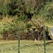 The image shows an abandoned or wrecked helicopter fuselage on a grassy field, partially obscured by fallen branches and overgrown vegetation. A coiled razor wire (concertina wire) fence is visible in the foreground, suggesting a secured or restricted perimeter. The scene appears to be a decommissioned or crash site area with significant vegetation overgrowth.