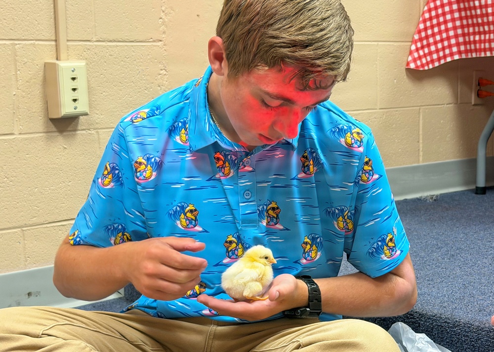 A young male student sits cross-legged on a carpeted floor holding a small yellow baby chick in his cupped hands. He is wearing a bright blue polo shirt with a rubber duck surfing pattern and appears to be in a school or institutional setting. A red heat lamp is casting light on his face and head, suggesting the chick requires warmth.