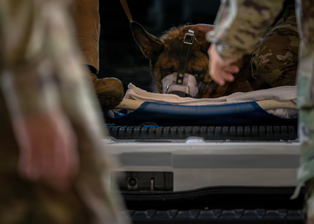 Joint medical partnership enhances military working dog readiness