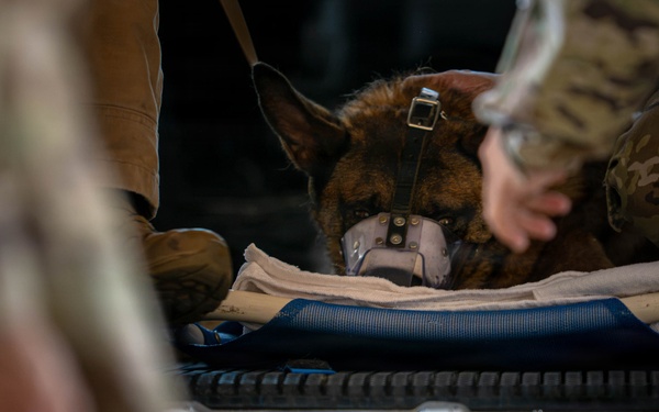 Joint medical partnership enhances military working dog readiness