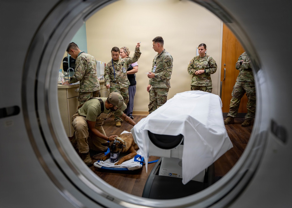 Joint medical partnership enhances military working dog readiness